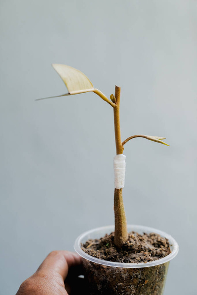 Durische Veredelungsbaumknospen sind 15 Tage alt - Foto, Bild