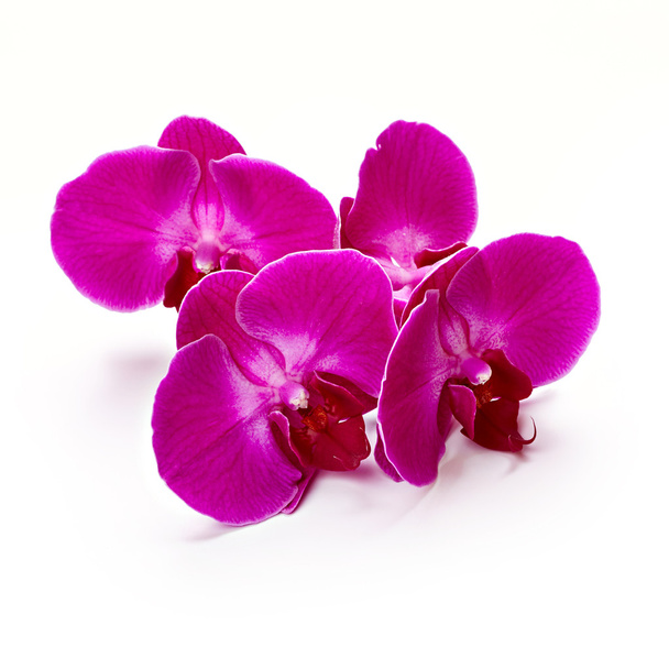 fioletowe kwiaty orchidei - Zdjęcie, obraz