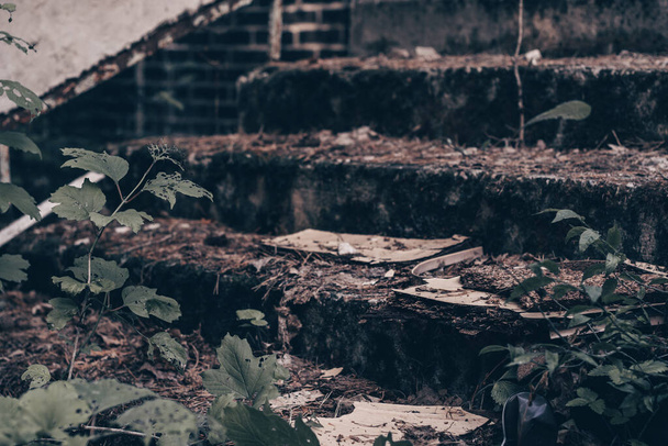 Escaliers en béton gris partiellement flous d'un bâtiment abandonné en ruines recouvert de mousse et de branches vertes - Photo, image