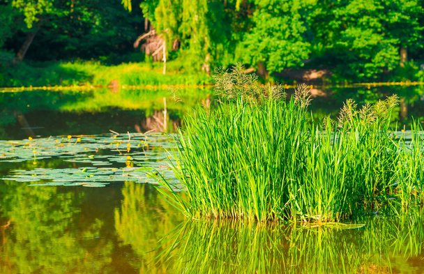 herbe de marais et nénuphars dans le lac
 - Photo, image