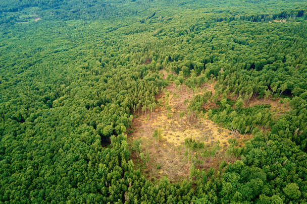 Paesaggio naturale di pini, vista a volo d'uccello - Foto, immagini