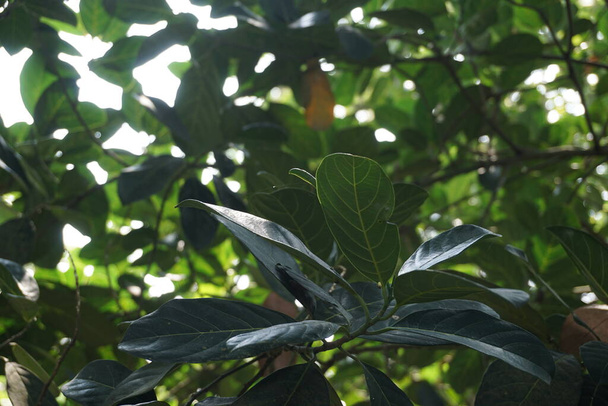 Πράσινα φύλλα φρούτων jack με φυσικό υπόβαθρο. Ο καρπός του jack (επίσης γνωστός ως jack tree, Artocarpus heterophyllus, nangka) είναι ένα είδος δέντρου της οικογένειας συκιάς, μουριάς και φρυγανιάς (Moraceae). - Φωτογραφία, εικόνα
