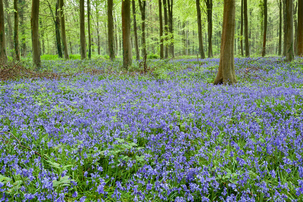 Bluebells em Wepham Woods
 - Foto, Imagem