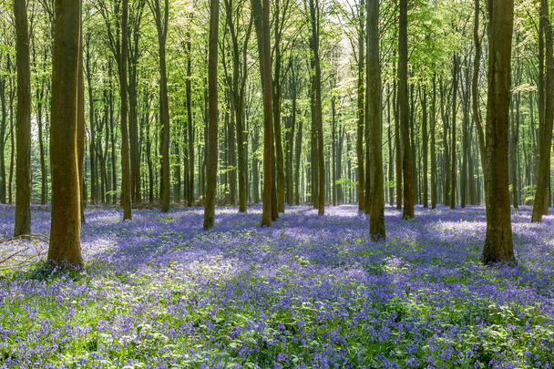 Blauglocken in den Wäldern von Wepham - Foto, Bild