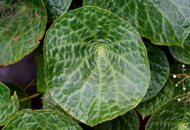Un hermoso patrón de hojas y forma de Begonia Phuthoensis rizomatosa, originaria de Vietnam - Foto, imagen