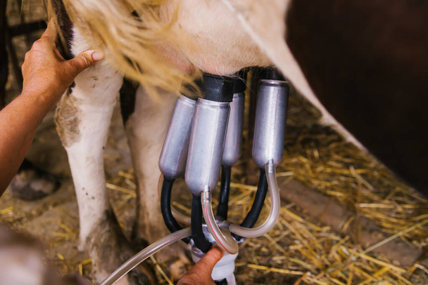 Milking machine close-up. Milk production on a home farm. Replacement of manual labor with automatic machines. - Zdjęcie, obraz