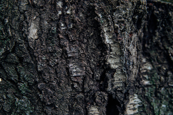 he texture of the tree bark. Tree in the park close-up. Raised texture and background. - Foto, immagini