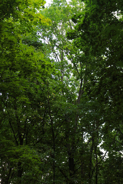 green trees in the forest, beautiful summer landscape - Fotoğraf, Görsel