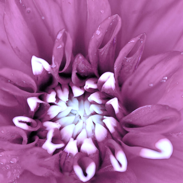 Makrofoto einer rosa Dahlie. Blumen Hintergrund - Foto, Bild