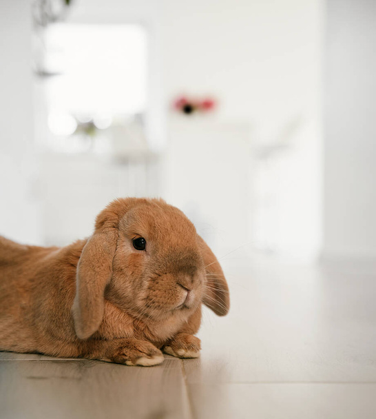 Isolierte Nahaufnahme des häuslichen Haustierhasen. Häusliches Kaninchen mit hellem verschwommenem Hintergrund - Foto, Bild