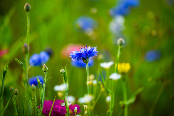 cornflower in the meadow, floral , flower - Photo, Image