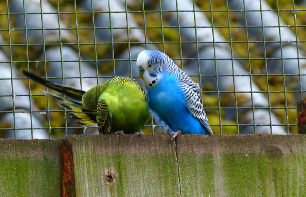 Ένας μπλε παπαγάλος προσπαθεί να τραβήξει την προσοχή μιας πράσινης γυναίκας. Είναι απασχολημένη να βουρτσίζει φτερά και να τον αγνοεί.. - Φωτογραφία, εικόνα