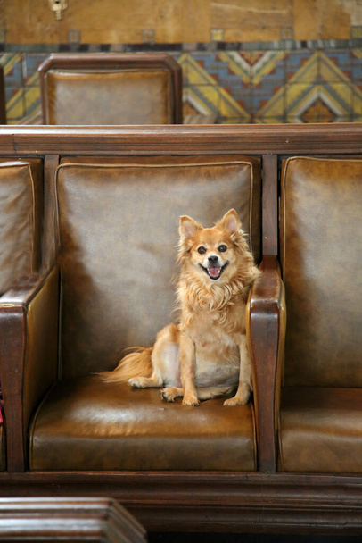 cute dog smiles while on a leather chair. Cute small dog relaxes on a brown leather chair and smiles. - Φωτογραφία, εικόνα