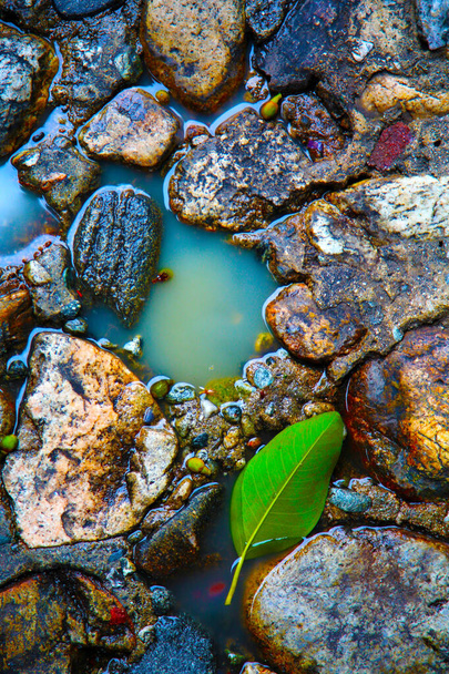 Stone Floor. Color Muted. Old Stone Floor with water and green tree leaf. background and textures. wet floor. wet rocks. - Fotografie, Obrázek