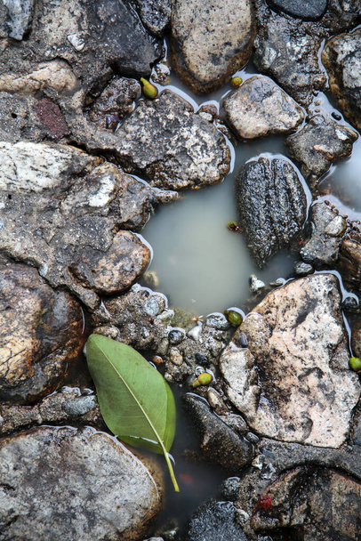 Stone Floor. Color Muted. Old Stone Floor with water and green tree leaf. background and textures. wet floor. wet rocks. - Foto, imagen