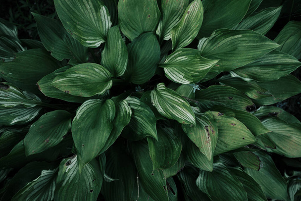 Fond minimaliste avec des feuilles d'hosta de près - vue de dessus. Les feuilles d'hosta sont un gros plan d'une couleur vert vif. Belles grandes feuilles décoratives d'une plante de jardin toujours verte. - Photo, image