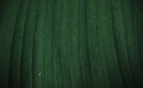 Лист бананового дерева крупным планом. Минималистичный зеленый фон с полосатым большим листом. Банановая пальма. Пустое место для текста или дизайна. - Фото, изображение