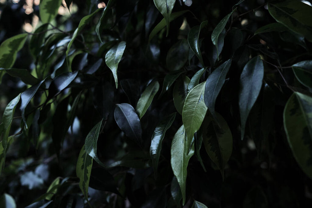 Πράσινος θάμνος λεμονόχορτου με φύλλα από κοντά. Μινιμαλιστικό υπόβαθρο με ένα φυτό. Κηπουρική και καλλιέργεια χρήσιμων φυτών και λουλουδιών στο φυτώριο. Καλλιέργεια λεμονιών στο σπίτι. - Φωτογραφία, εικόνα