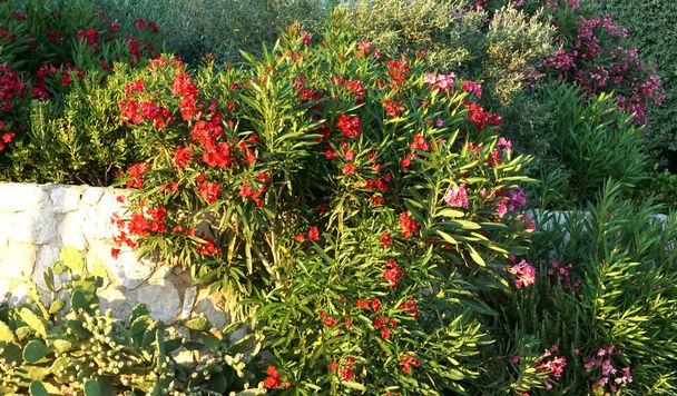Diverses herbes et fleurs méditerranéennes colorées et odorantes dans le paysage rustique - Photo, image