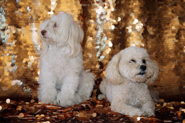 Bichon Frise, Maltese Dog, and Poodle sit on a Gold Sequin Background for a Dog Fashion Photo Shoot. - Фото, изображение