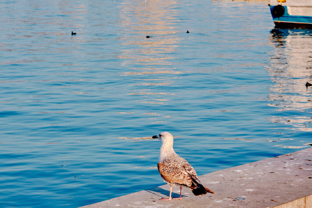 Single and huge seagulls in port and harbor of kadikoy shore with pedestrian transportation ferry background in istanbul turkey 04.03.2021 during sunrise in the morning. - Fotó, kép