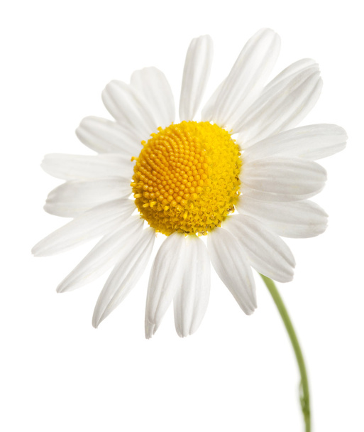 λουλούδια χαμομηλιού απομονωθεί - Φωτογραφία, εικόνα