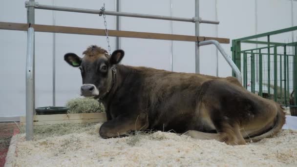 Πορτρέτο της καφέ αγελάδας ανάπαυσης και κοιτάζοντας γύρω σε έκθεση ζώων - Πλάνα, βίντεο