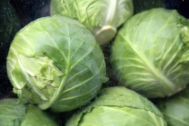 cabbage for sale. green cabbage - Foto, Imagen