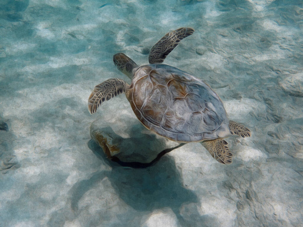 Una ilustración de una tortuga marina nadando sobre una zona arenosa del océano. - Foto, Imagen