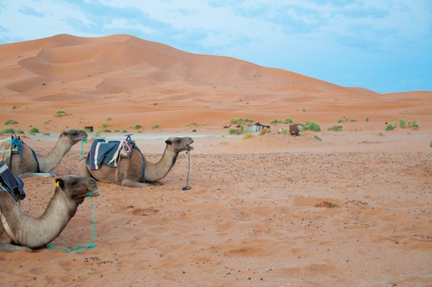Caravane Camels
 - Photo, image