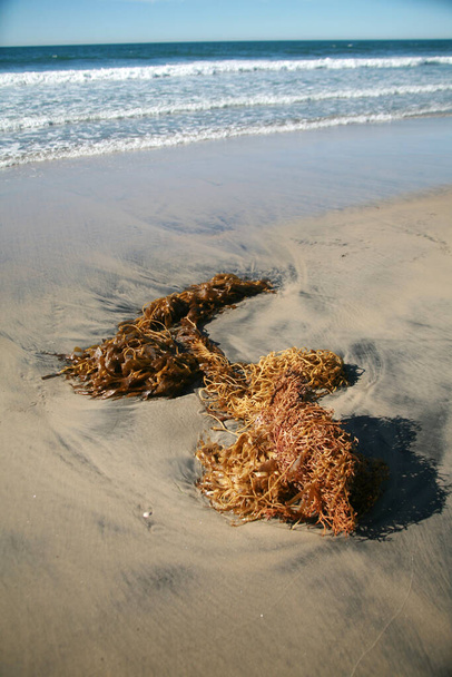 Seaweed. Kelp on the beach. Seaweed and Kelp on the sand on the pacific ocean of Southern California. Seaweed and Kelp can be considered edible and used in many food dishes. - Foto, afbeelding