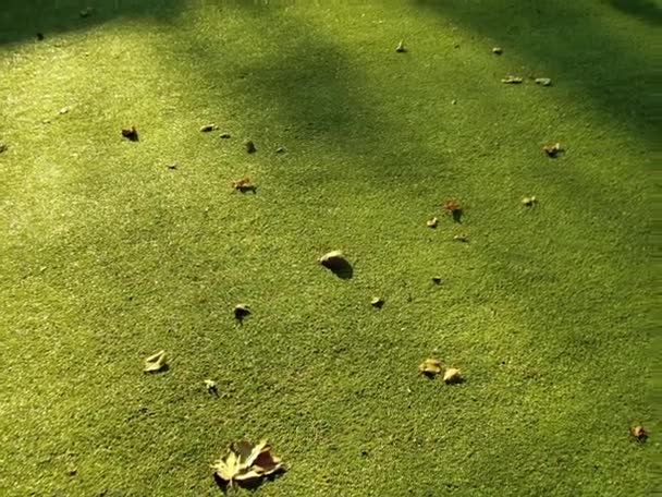 Hra koule na falešné trávě - Záběry, video