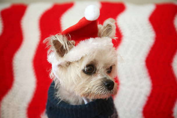 Small dog Christmas. A Morkie half Maltese - Yorkie dog smiles for his Christmas Portrait. Small Dog in a Santa Claus hat with a Red and White Background. - 写真・画像