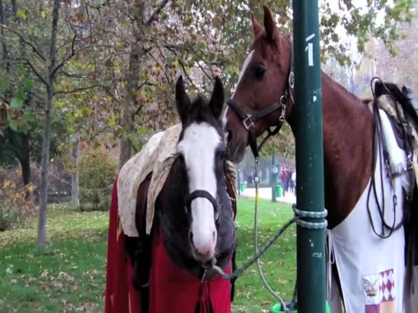 Koňské postroje s elegantní tkaninou - Záběry, video