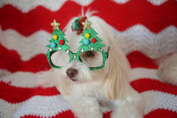 Navidad. Foto divertida de perro. Una hermosa pose de perro blanco mientras usa gafas de moda navideñas. Fondo acolchado rojo y blanco. Perros de Navidad. Dos pequeños perros blancos posan para retratos con un edredón rojo y blanco. Fotos de Navidad con perros.  - Foto, Imagen