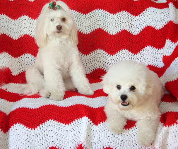 Święta. Śmieszne zdjęcie psa. Piękna biała pozycja psa podczas noszenia świątecznych okularów. Czerwono-białe tło kołdry. Świąteczne psy. Dwa małe białe psy pozują do portretów z czerwono-białą kołdrą. Zdjęcia świąteczne z psami.  - Zdjęcie, obraz