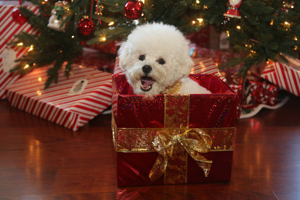 Bichon Frise Noël. Pure race Bichon Frise Dog pose pour sa photo de Noël sous son arbre de Noël. Les chiens adorent Noël. Joyeuses fêtes à tous. Chien de Noël. Chien dans une robe de Noël en velours rouge. Chiot blanc dans une robe de Noël. Noël.   - Photo, image