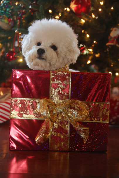 Zimne Święta w Bichon. Czysta rasa Bichon Frise Dog pozuje do świątecznego zdjęcia pod choinką. Psy kochają święta. Wesołych Świąt wszystkim. Świąteczny pies. Pies w czerwonej aksamitnej sukni świątecznej. Biały szczeniak w świątecznej sukience. Boże Narodzenie.   - Zdjęcie, obraz