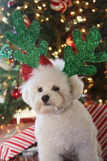 Bichon Frise joulu. Puhdas rotu Bichon Frise Dog aiheuttaa hänen joulukuva alla hänen joulukuusi. Koirat rakastavat joulua. Hyvää joulua kaikille. Joulukoira. Koira Red Velvet joulupuvussa. Valkoinen pentu joulupuvussa. Joulu.   - Valokuva, kuva