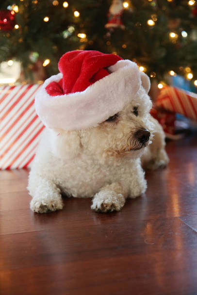 Bichon Frise Navidad. Pura raza Bichon Frise Dog posa para su foto de Navidad bajo su árbol de Navidad. A los perros les encanta la Navidad. Felices Fiestas para todos. Perro de Navidad. Perro en un vestido de Navidad de terciopelo rojo. Cachorro blanco en un vestido de Navidad. Navidad.   - Foto, imagen