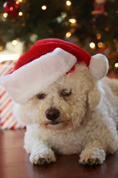 Bichon Frise Karácsony. Tiszta fajta Bichon Frise Dog pózol neki karácsonyi fotó alatt karácsonyfa. A kutyák imádják a karácsonyt. Kellemes ünnepeket mindenkinek. Karácsonyi kutya. Kutya a Red Velvet karácsonyi ruhájában. Fehér Kölyök karácsonyi ruhában. Karácsony.   - Fotó, kép