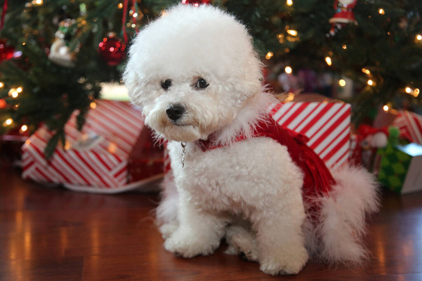 ビション・フライズ・クリスマス。純粋な品種Bichon Frise Dogは彼女のクリスマスツリーの下で彼女のクリスマス写真のポーズをとります。犬はクリスマスが大好きです。幸せな休日をすべてに。クリスマス・ドッグ。赤いベルベットのクリスマスドレスの犬。クリスマスドレスの白い子犬.   - 写真・画像