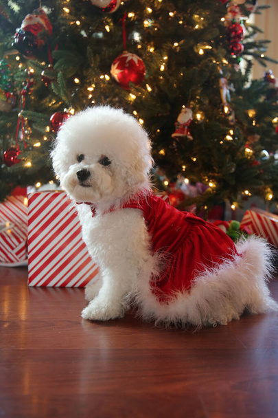 ビション・フライズ・クリスマス。純粋な品種Bichon Frise Dogは彼女のクリスマスツリーの下で彼女のクリスマス写真のポーズをとります。犬はクリスマスが大好きです。幸せな休日をすべてに。クリスマス・ドッグ。赤いベルベットのクリスマスドレスの犬。クリスマスドレスの白い子犬。クリスマス.   - 写真・画像