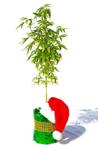 Marihuana Noel hediyesi. Noel hediyesi kutusunda kırmızı şapkalı tıbbi veya eğlence amaçlı marihuana bitkisi. Beyazda izole edilmiş. Mesaj için yer var. Juana 'nın Noel mesajı. Noel hediyesi kutusunda marihuana bitkisi. Kenevir Noel 'i. Ho Ho Ho.  - Fotoğraf, Görsel