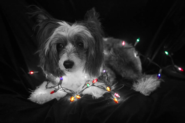 Χριστουγεννιάτικο σκυλί. Χριστουγεννιάτικο σκυλί. Κινέζικο σκυλί. Κινέζικο Crested Dog με χριστουγεννιάτικα φώτα. Απομονωμένο σε μαύρο βελούδο. περιθώριο επικάλυψης κειμένου. - Φωτογραφία, εικόνα