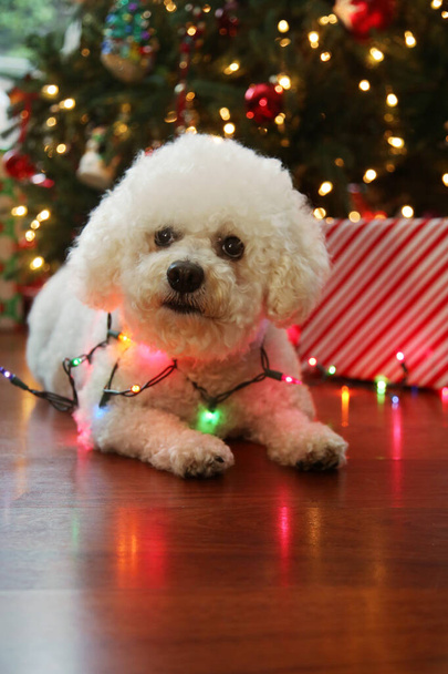 Joyeux Noël. Un Bichon Frise Noël. Pure race Bichon Frise Dog pose pour sa photo de Noël sous son arbre de Noël. Les chiens adorent Noël. Joyeuses fêtes à tous. Une belle Bichon Frise enveloppée dans des lumières de Noël pour ses photos de Noël.  - Photo, image