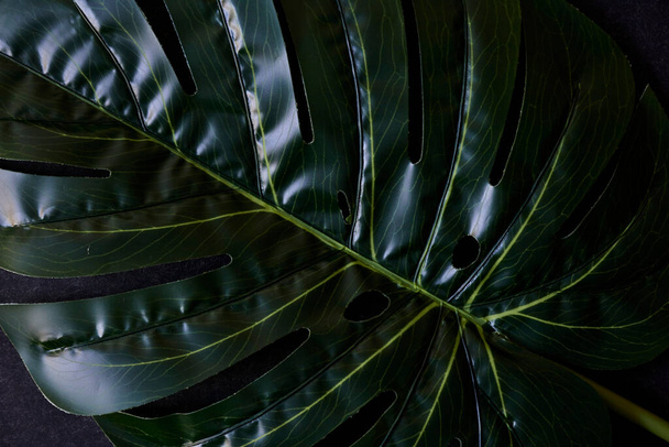 Tropical leaves Monstera on wooden background - Фото, изображение