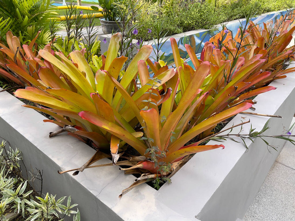 Bromeliad (Neoregelia SunKing) tüm tarz bahçeleri için güzel ve kolay bakım süsleme bitkileri - Fotoğraf, Görsel