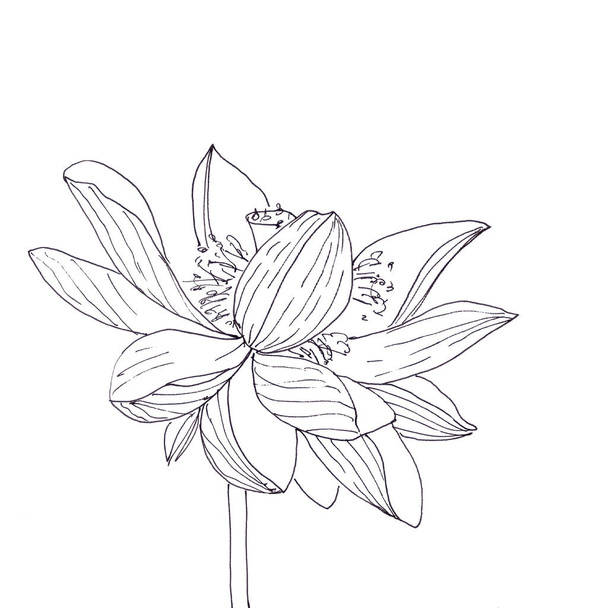 Lotus flower graphic black and white linear drawing. High quality illustration - Foto, afbeelding