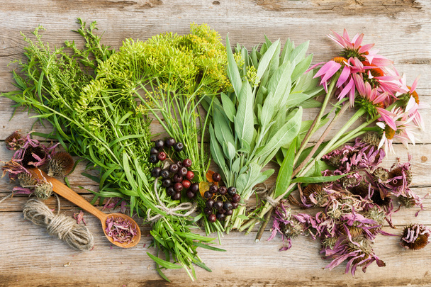 bunches of healing herbs and coneflowers on wooden plank,top vie - Fotó, kép